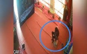 गणपति पंडाल में रखी दान पेटी तोड़कर हजारों रुपये उड़ा ले गए चोर, CCTV में कैद हुई पूरी घटना