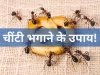 किचन में चींटियां आने से हो गए हैं परेशान, तो इन घरेलू तरीकों से तुरंत भगाएं कीड़े मकोड़े, फिर कभी नहीं आएंगे वापस