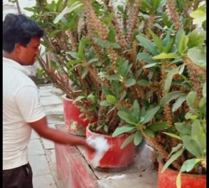 फाइट द बाइट मुहिम के तहत कॉलोनी एसोसिएशन मच्छर उन्मूलन के लिए चला रहे अभियान, प्रतियोगिता में हो रहे शामिल