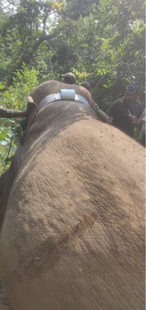 सूरजपुर वनमण्डल में एक और मादा हाथी का रेडियो कॉलरिंग..