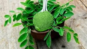 सेहत को एक नहीं बल्कि कई फायदे देता है मोरिंगा, एक्सपर्ट से जानिए Moringa को क्यों बनाना चाहिए डाइट का हिस्सा