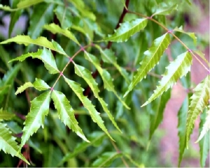 नीम के पत्तों में छुपा है सेहत का राज, जानिए 10 अनमोल गुण