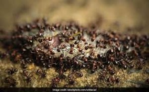 किचन से लाल चींटियां भगाने के लिए अपनाएं ये घरेलू नुस्&zwj;खे, लौटकर कभी नहीं आएंगी चींट&zwj;ियां