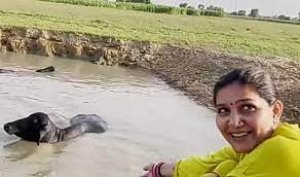 तालाब किनारे पति के साथ भैंसों को नहलाती दिखीं सपना चौधरी,