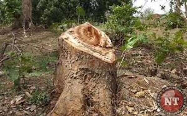 धान कटाई होते ही सक्रिय हो गए प्रतिबंधित पेड़ों की कटाई करने वाले मुख्यमंत्री के गृह विधानसभा में लकड़ी के अवैध परिवहन पर रोक लगाने वन विभाग असफल