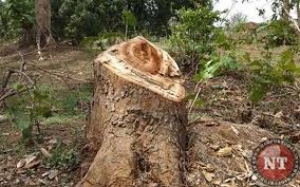 धान कटाई होते ही सक्रिय हो गए प्रतिबंधित पेड़ों की कटाई करने वाले मुख्यमंत्री के गृह विधानसभा में लकड़ी के अवैध परिवहन पर रोक लगाने वन विभाग असफल