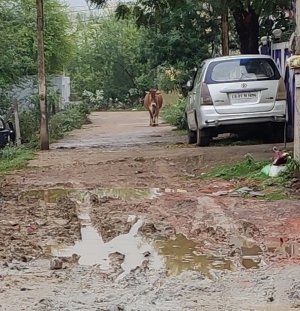 भिलाई तीन चरोदा निगम का एक वार्ड जहां के निवासी जी रहे हैं नरकीय जीवन