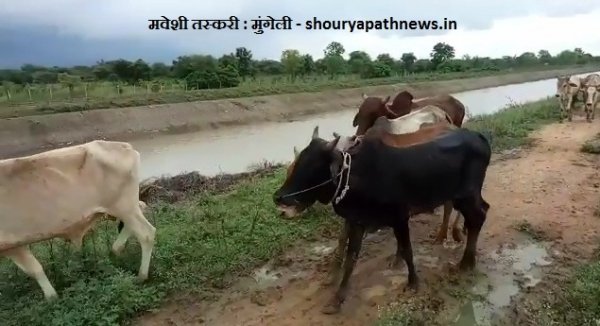 ब्रेकिंग न्यूज़ : लोरमी पुलिस की कार्यवाही 16 मवेशियों के साथ 2 आरोपी गिरफ्तार