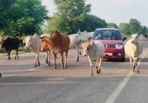 जिले में सड़क दुर्घटना में कमी लाने, बेहतर आवागमन तथा पशुओं की जीवन सुरक्षा हेतु अनुविभागीय दण्डाधिकारियों ने जारी किया आदेश
