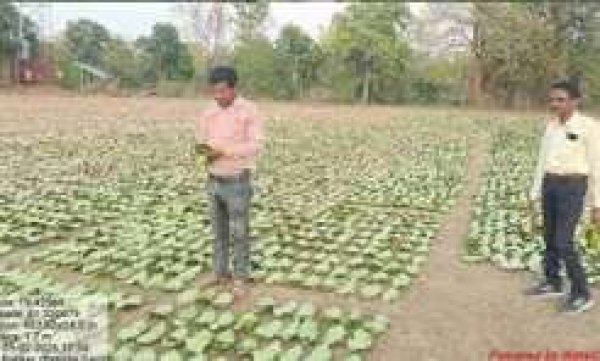 सफलता की कहानी : तेन्दूपत्ता संग्रहण की नई पहल से अबुझमाड़ के 22 गांवों को मिला लाभ