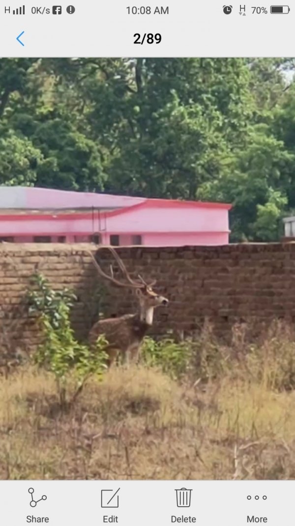 घायल बारहसिंह, कुत्तों से जान बचाने धुस आया घर के बॉडी में