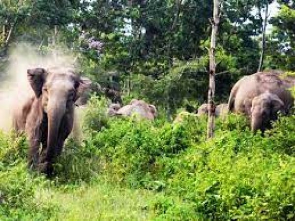 मानपुर क्षेत्र में जंगली हाथी के विचरण  पर रखी जा रही है सतत निगरानी