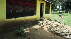 मल्टीएक्टिविटी से स्वावलंबन की राह पर गौठान, महिलाओं में जागा आत्मविश्वास